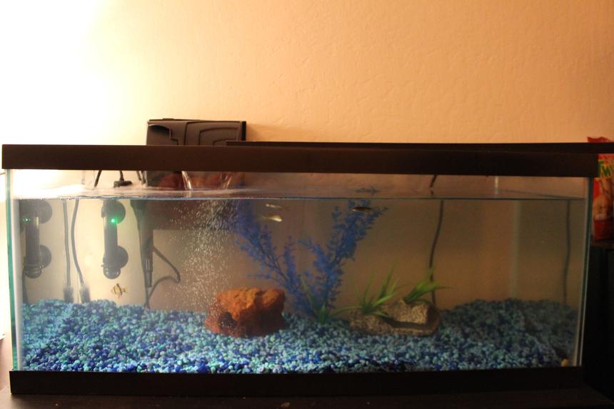 Rated #30: 29 Gallons Freshwater Fish Tank - Full Tank Shot
