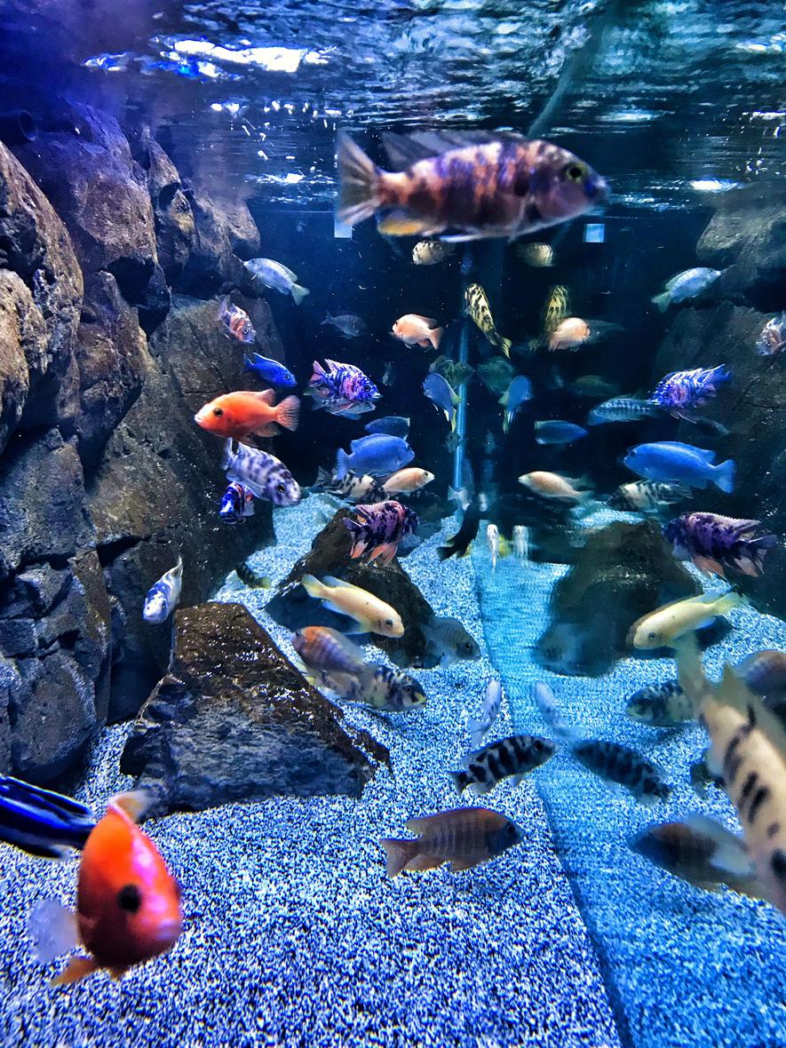 Rated #8: 125 Gallons Freshwater Fish Tank - African cichlids