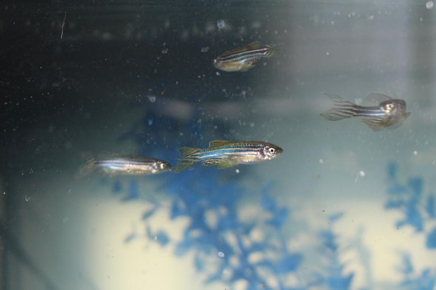 Rated #12: Freshwater Fish Stocking In 29 Gallons Tank - Pack of Zebra Danio