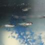 freshwater fish stocking in 29 gallons tank - Pack of Zebra Danio