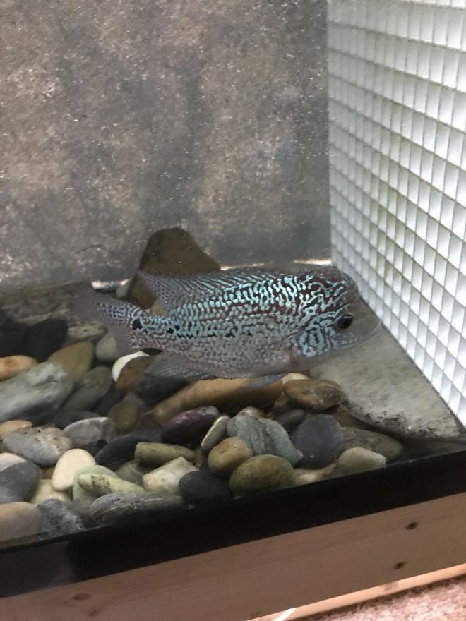 freshwater fish stocking in 240 gallons tank - Rate my flowerhorn