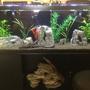 125 gallons freshwater fish tank (mostly fish and non-living decorations) - Frontosa, mix of cichlids, royal pleco, non living plants. decor rocks, and drift wood, brown gravel, Marine filters