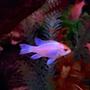 freshwater fish stocking in 125 gallons tank - My neon electric blue ram