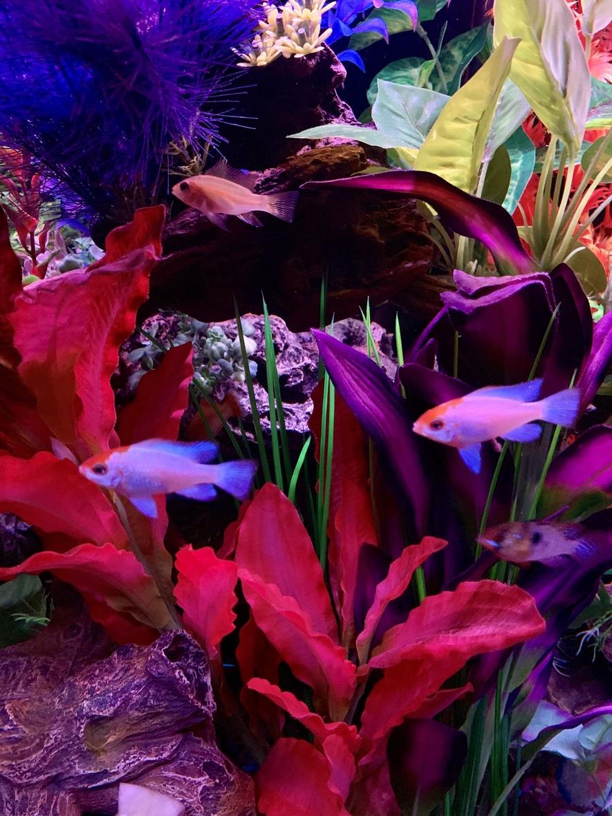 fish tank picture - Rams