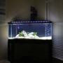 fish tank picture - First tank