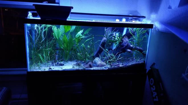 46 gallons planted tank (mostly live plants and fish) - My 75 gallon catfish aquarium