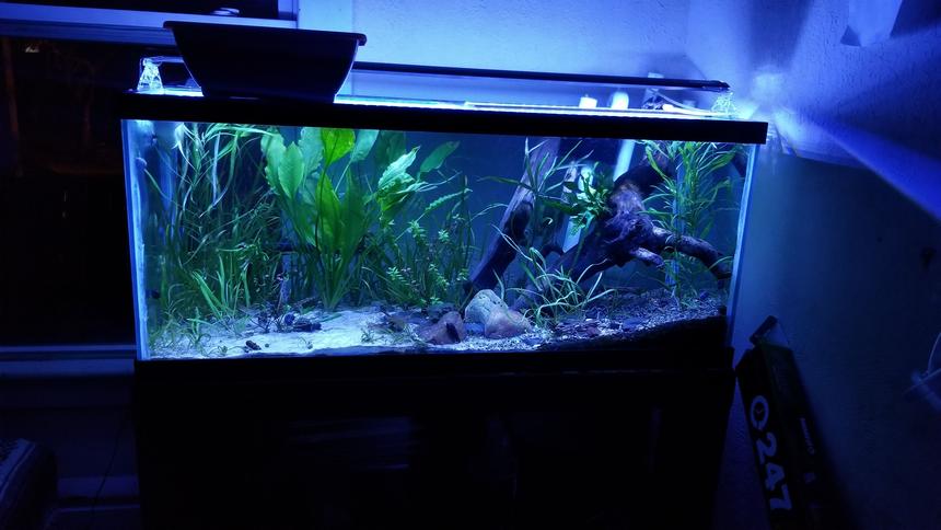Rated #13: 46 Gallons Planted Tank - My 75 gallon catfish aquarium