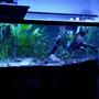 46 gallons planted tank (mostly live plants and fish) - My 75 gallon catfish aquarium
