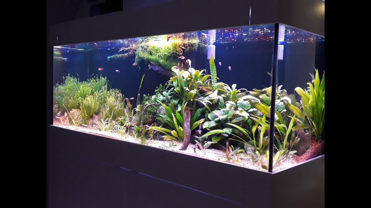 99 gallons planted tank (mostly live plants and fish) - 150*50*50 cm (99 US GALLON), 30 GALLON sump Low tech, DIY Power LED (1 watt) 56 watts fixturePlants: Cryptocoryne Usteriana Red, Sagittaria subulata, Cryptocoryne wendtii brown & green, Bucephalandra Angel Tears, Bucephalandra green wavy, JAVA FERN, Anubias (diff varieties), hydrocotyle tripartita, Bolbitis Heteroclita Difformis, Nymphaea Tiger Lotus (new), Rotala Rotundifolia, Pearlweed, Amazon swords, Pogostemon Helferi, Taiwan Moss.