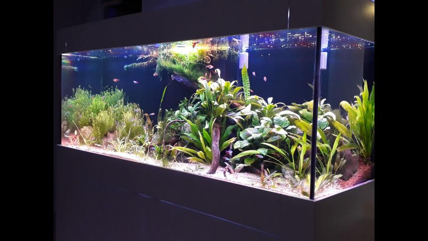 Rated #5: 99 Gallons Planted Tank - 150*50*50 cm (99 US GALLON), 30 GALLON sump Low tech, DIY Power LED (1 watt) 56 watts fixturePlants: Cryptocoryne Usteriana Red, Sagittaria subulata,  Cryptocoryne wendtii brown & green, Bucephalandra Angel Tears, Bucephalandra green wavy, JAVA FERN, Anubias (diff varieties), hydrocotyle tripartita, Bolbitis Heteroclita Difformis, Nymphaea Tiger Lotus (new), Rotala Rotundifolia, Pearlweed, Amazon swords, Pogostemon Helferi, Taiwan Moss.