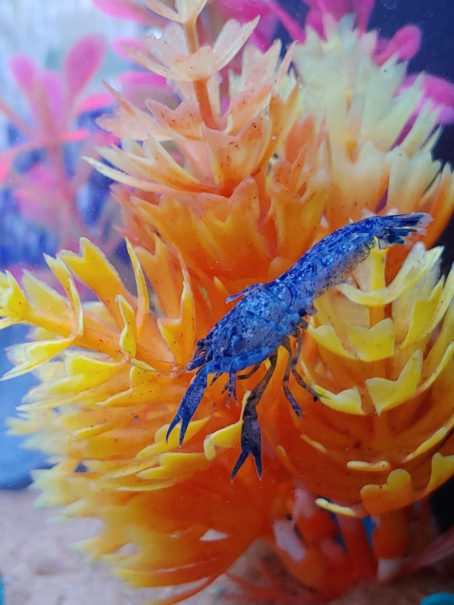 fish tank picture - Female dwarf blue brazos crayfish