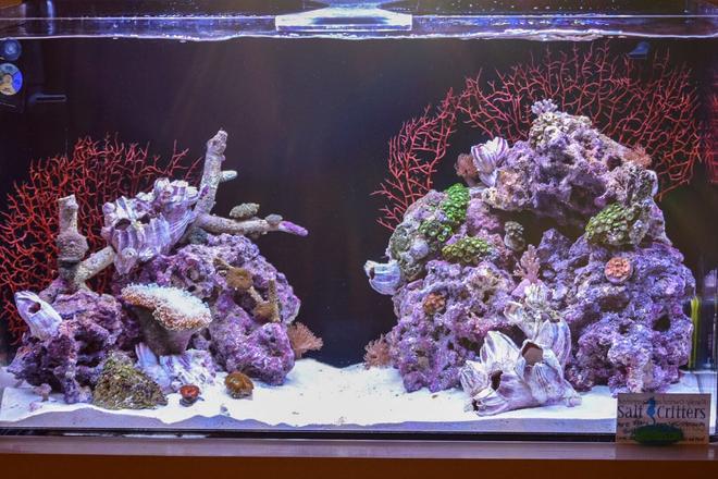 30 gallons reef tank (mostly live coral and fish) - 30 gal mixed reef