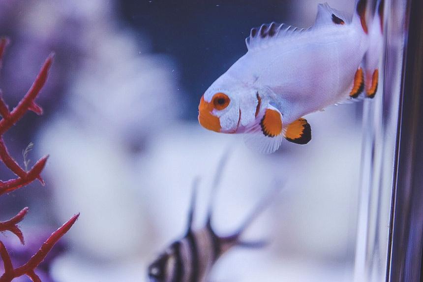 Rated #2: Saltwater Fish Stocking In 30 Gallons Tank - Platinum percula