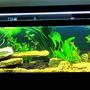 33 gallons planted tank (mostly live plants and fish) - fish to be stocked soon