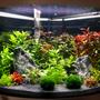 92 gallons planted tank (mostly live plants and fish) - 140l Tetra Planted corner Planted tankIwagumi/Ducth infulence