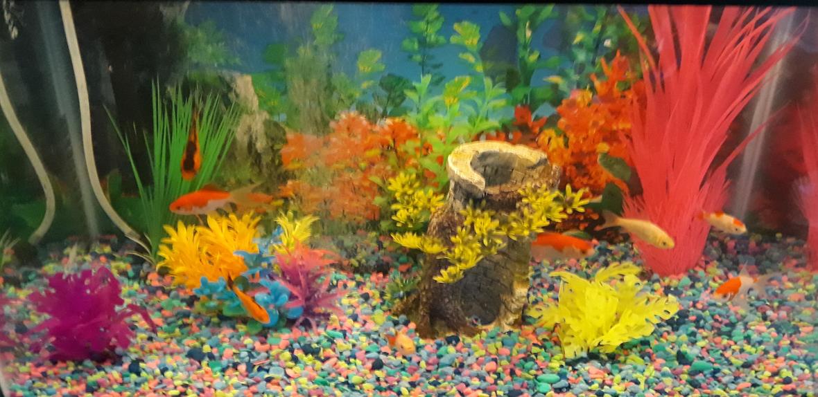 20 gallons freshwater fish tank (mostly fish and non-living decorations) - Goldfish