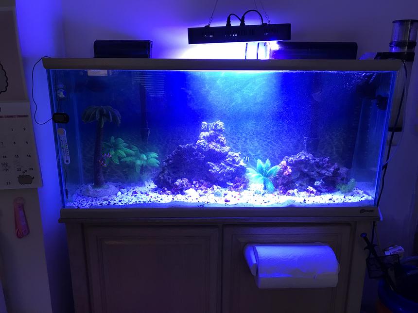 Rated #6: 55 Gallons Reef Tank - My Tank