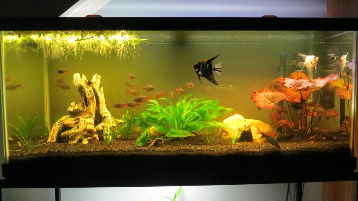 75 gallons planted tank (mostly live plants and fish) - 75 gallon planted tank