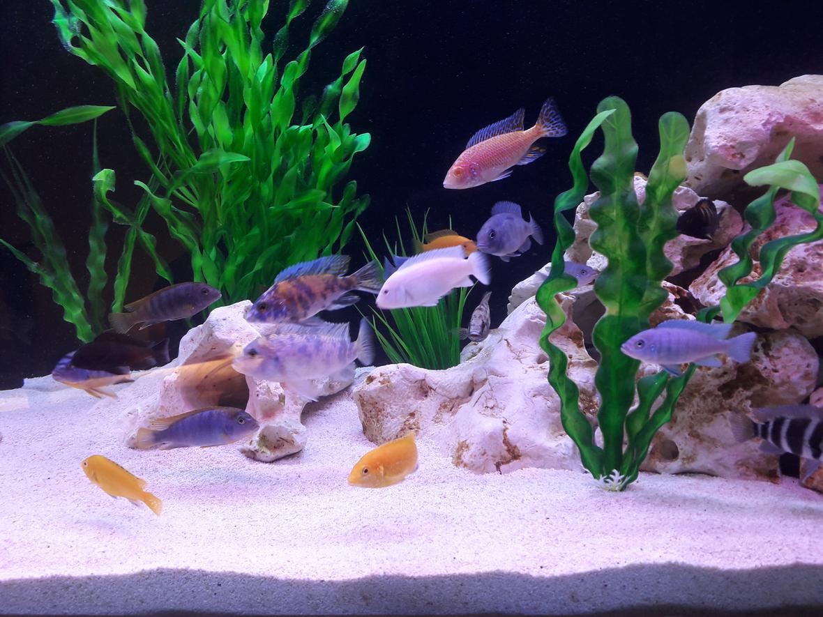 freshwater fish stocking in 95 gallons tank - African Cichlids