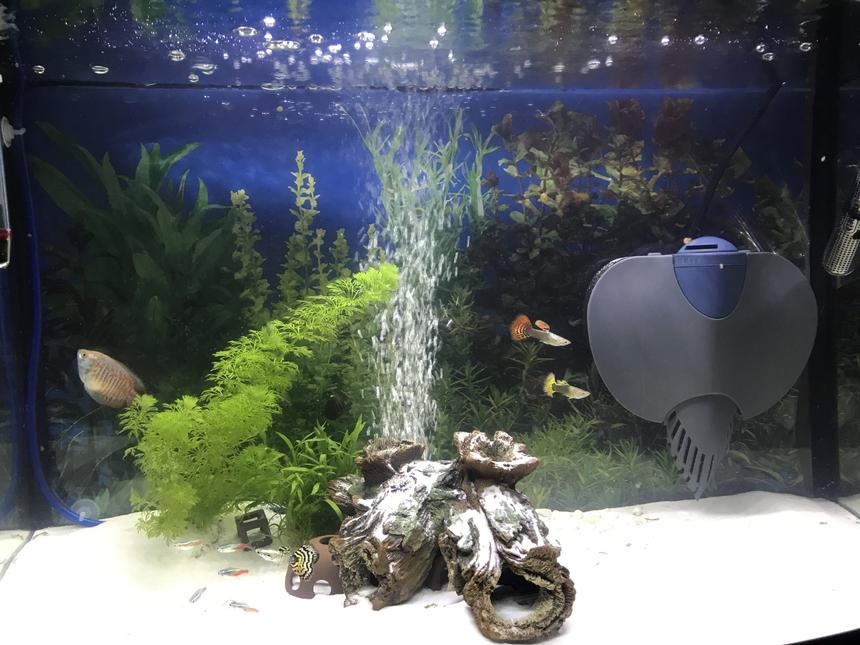 Rated #23: 20 Gallons Freshwater Fish Tank - New tank