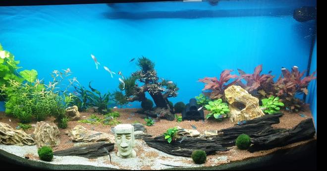 50 gallons planted tank (mostly live plants and fish) - .
