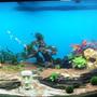 50 gallons planted tank (mostly live plants and fish) - .