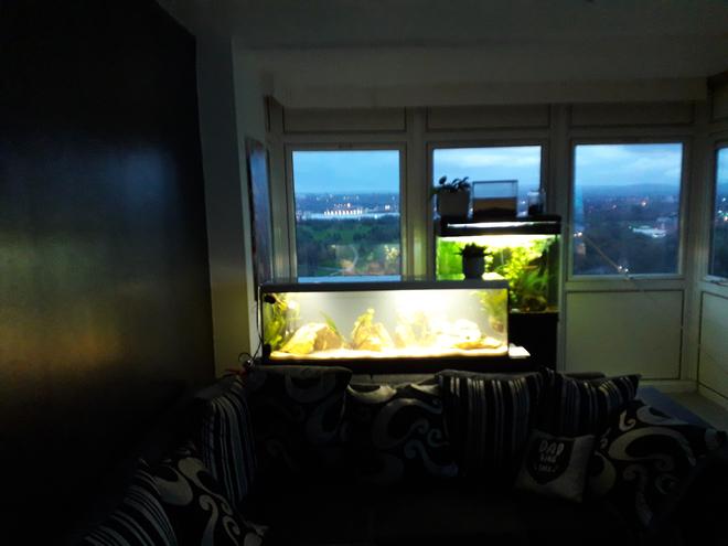 55 gallons freshwater fish tank (mostly fish and non-living decorations) - Puffer