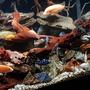 fish tank picture - Oct 2019
