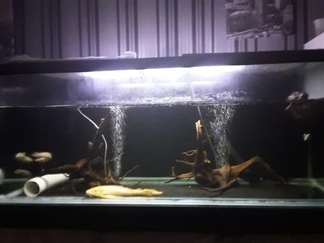 1000 gallons freshwater fish tank (mostly fish and non-living decorations) - My monster fish aquarium