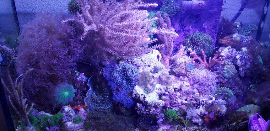 Rated #3: 8 Gallons Reef Tank - Low budget nano reef tank