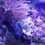 8 gallons reef tank (mostly live coral and fish) - Low budget nano reef tank