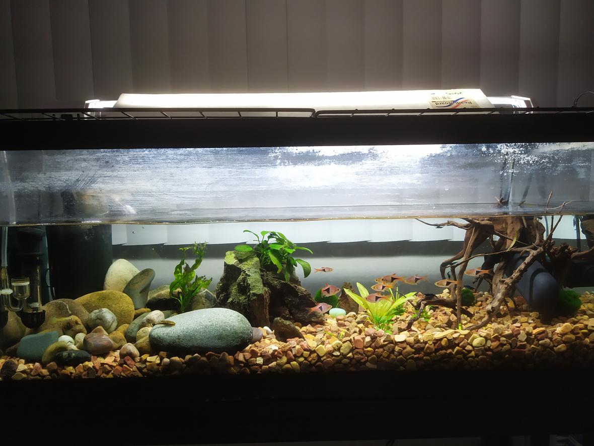20 gallons planted tank (mostly live plants and fish) - New setup, add a UV filter and removed all of the old gravel and put in new ones. 11 Rasaboras, 2 Otos, bunch of blue shirmps, and one guppie ( my wifes only fish ) also have a DIY CO2 generator added.