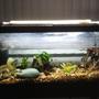 20 gallons planted tank (mostly live plants and fish) - New setup, add a UV filter and removed all of the old gravel and put in new ones. 11 Rasaboras, 2 Otos, bunch of blue shirmps, and one guppie ( my wifes only fish ) also have a DIY CO2 generator added.