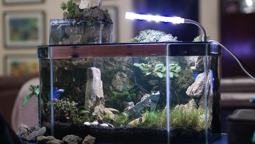 Rated #9: Planted Tank - My newly built shipwreck themed betta tank with suspended add on part