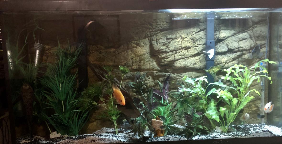 freshwater fish stocking in 55 gallons tank - My babies