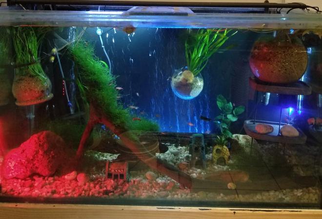 105 gallons planted tank (mostly live plants and fish) - One of my main tanks having a Disco Party