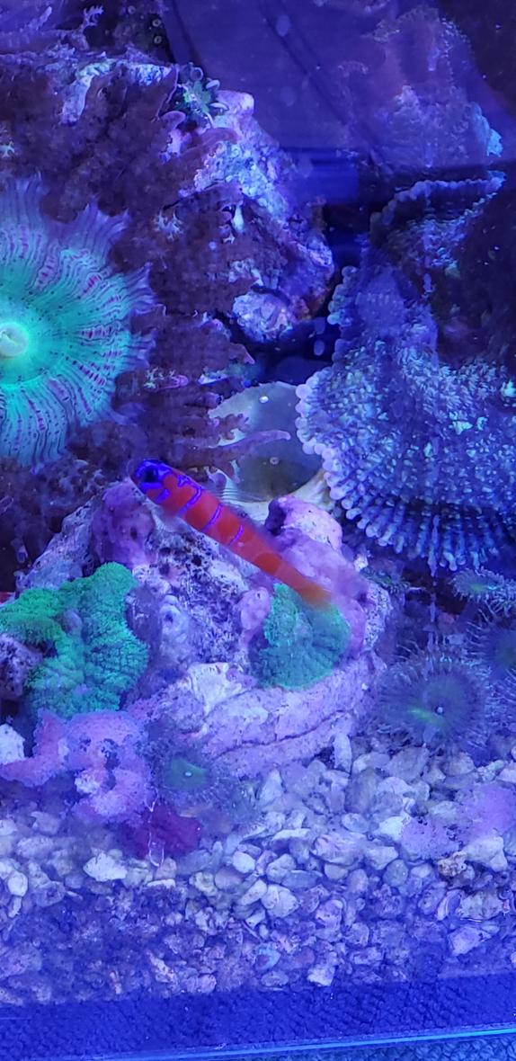saltwater fish stocking in 8 gallons tank - Catalina goby