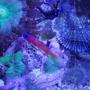 saltwater fish stocking in 8 gallons tank - Catalina goby