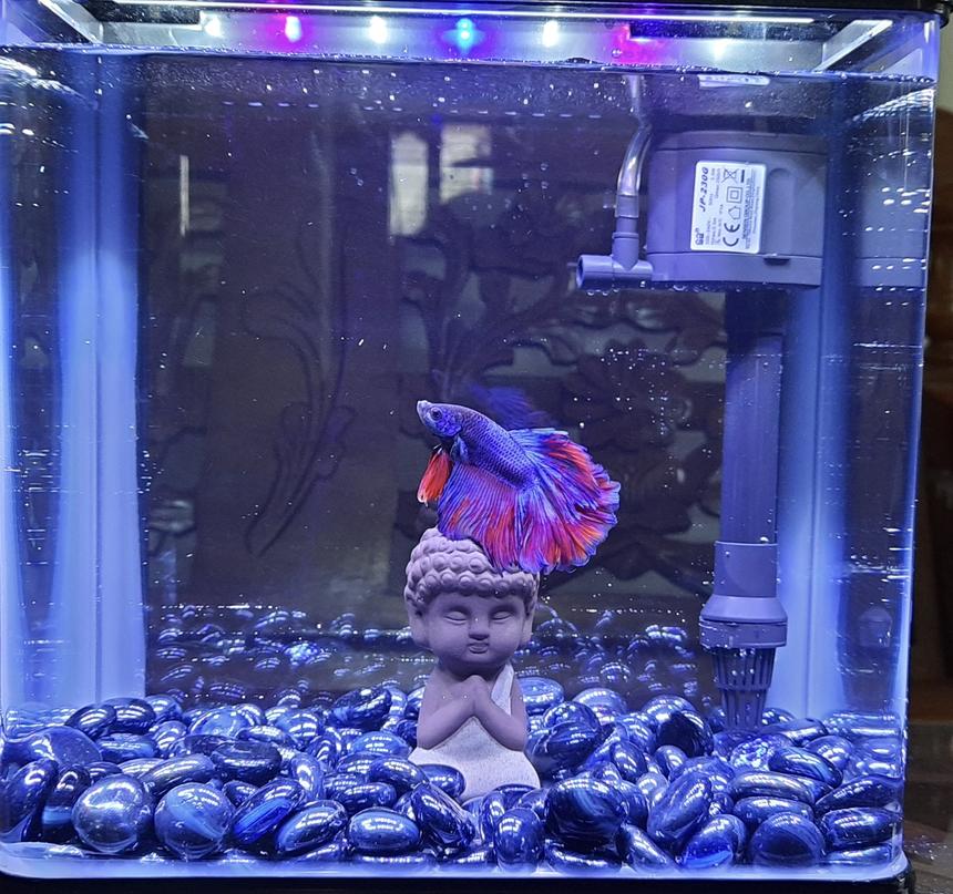 Rated #26: 2 Gallons Freshwater Fish Tank - Budha Themed Betta Tank