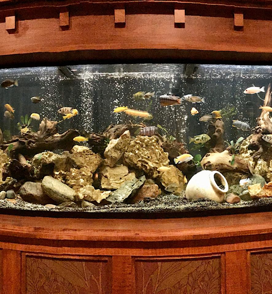 Rated #10: 210 Gallons Freshwater Fish Tank - New tank,set up after a few years off from the hobby.