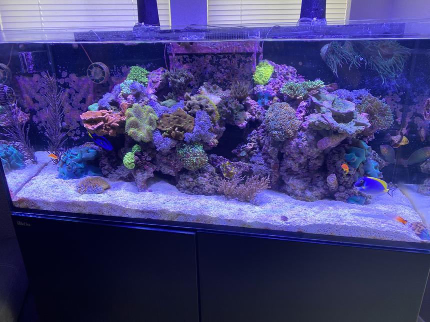 Rated #44: 91 Gallons Reef Tank - My reef tank.