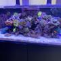 91 gallons reef tank (mostly live coral and fish) - My reef tank.