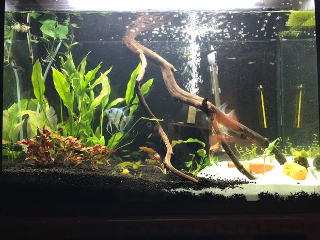 10 gallons planted tank (mostly live plants and fish) - 45 Living room tank