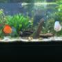 20 gallons freshwater fish tank (mostly fish and non-living decorations) - Discus love
