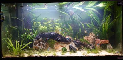 44 gallons planted tank (mostly live plants and fish) - First ever live planted aquarium