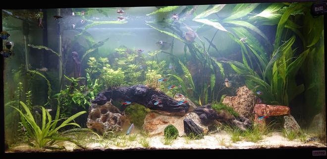 44 gallons planted tank (mostly live plants and fish) - First ever live planted aquarium