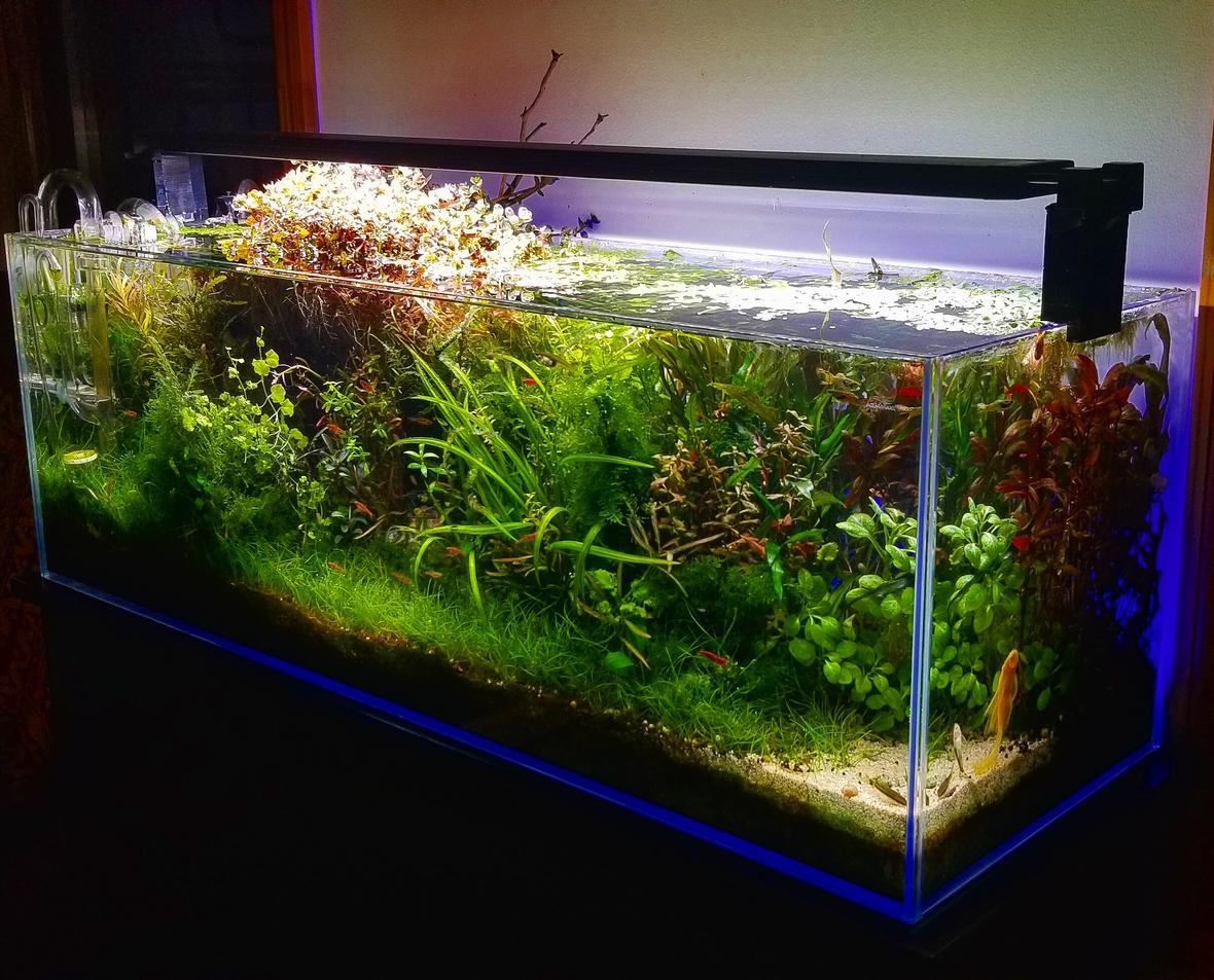 20 gallons planted tank (mostly live plants and fish) - My 22 gallon long rimless tank.