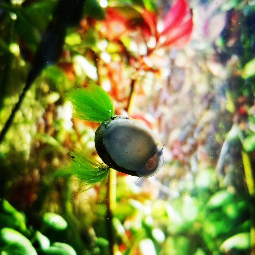 Rated #5: Corals Inverts Stocking In 20 Gallons Tank - Nerite snail with algae pompoms.