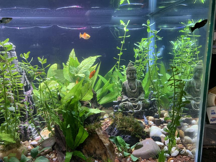 Rated #40: 40 Gallons Planted Tank - Did some weekly maintenance. Plants are growing nicely.
