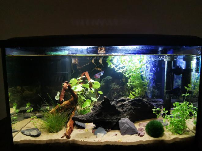 10 gallons planted tank (mostly live plants and fish) - Betta Planted Tank